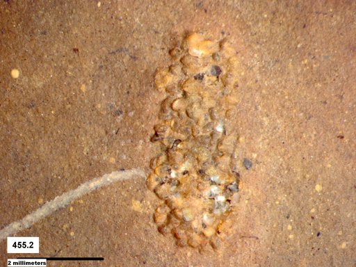 Genus sp
