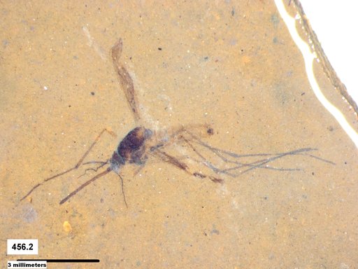 Genus sp