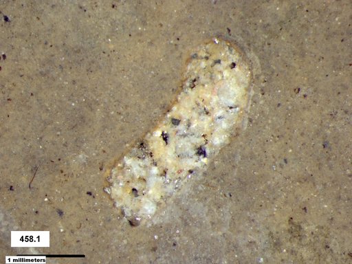 Genus sp