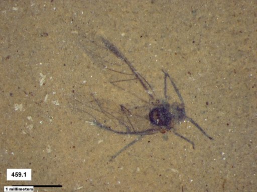 Aphididae