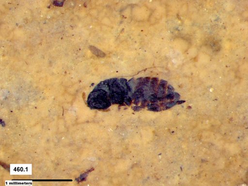 Genus sp