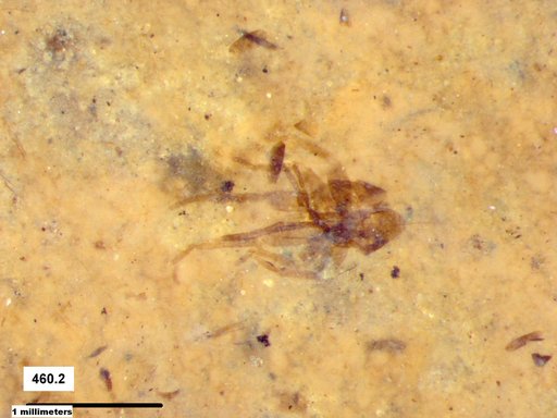Genus sp