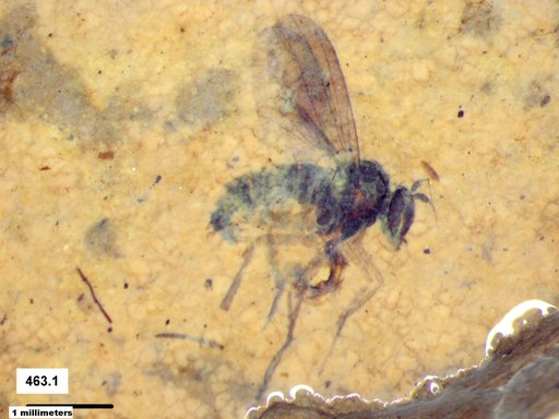 Diptera