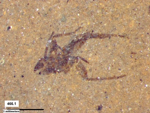 Genus sp