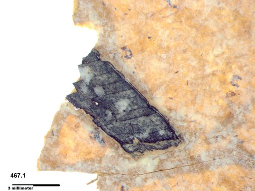 Tracheophyta