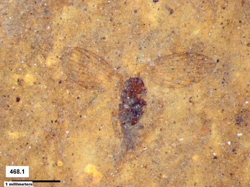 Psychodidae
