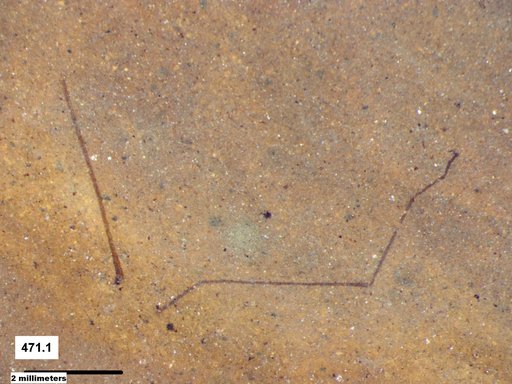Diptera