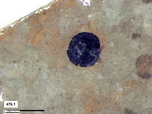 Tracheophyta