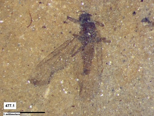 Diptera
