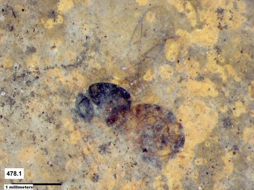 Genus sp
