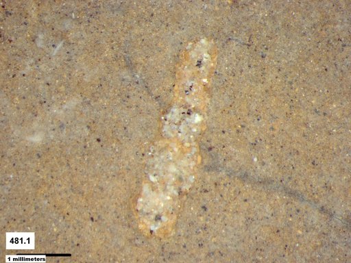 Genus sp