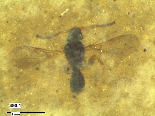 Diapriidae
