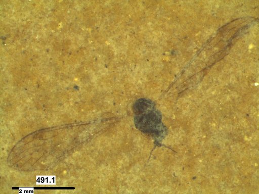 Diptera