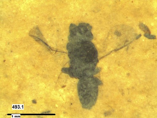 Genus sp