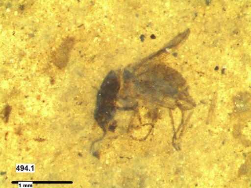 Diptera