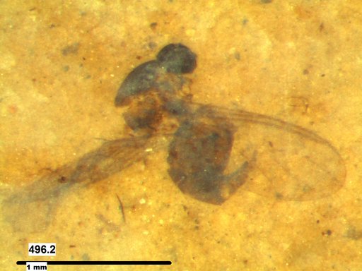 Diptera