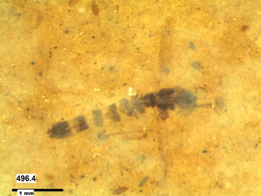 Chaoboridae