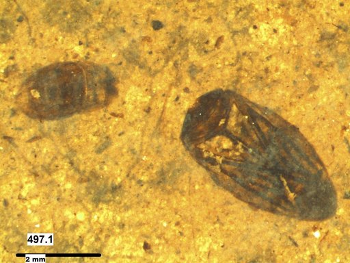 Corixidae