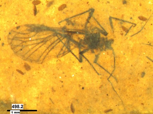 Aphididae