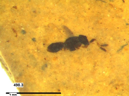 Genus sp