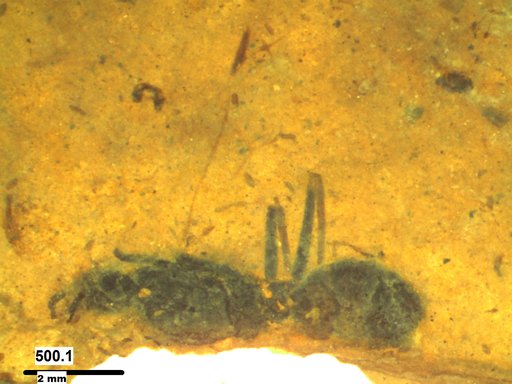 Formicidae