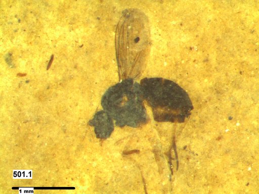 Genus sp.