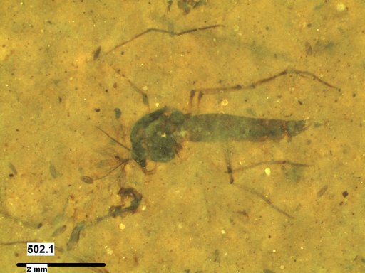 Genus sp