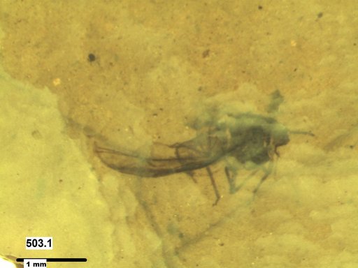 Aphididae