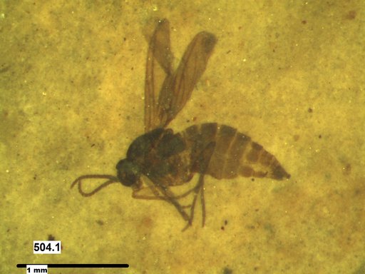 Diptera