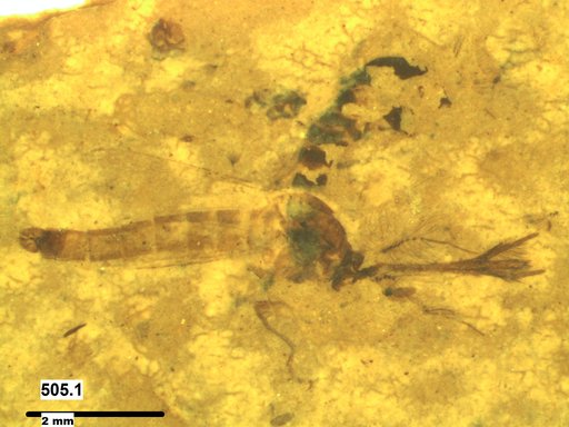 Genus sp
