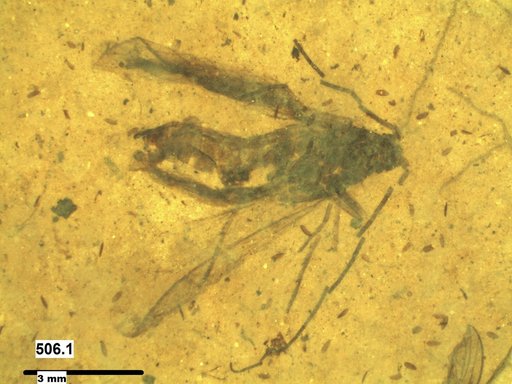 Genus sp