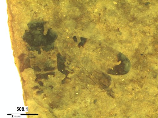 Genus sp