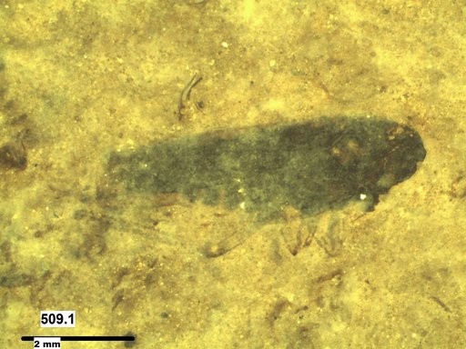 Genus sp