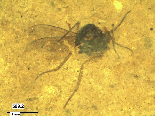 Diptera
