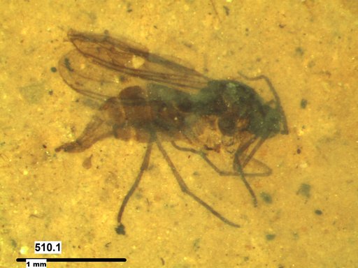 Sciaridae