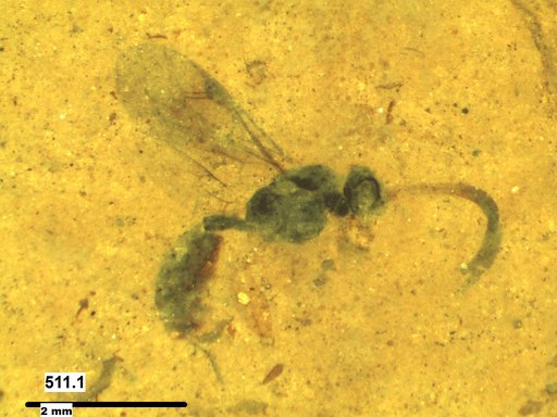 Ichneumonidae