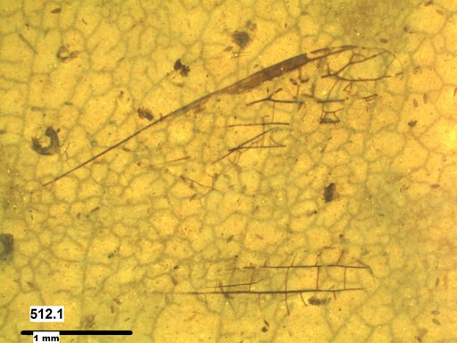 Insecta
