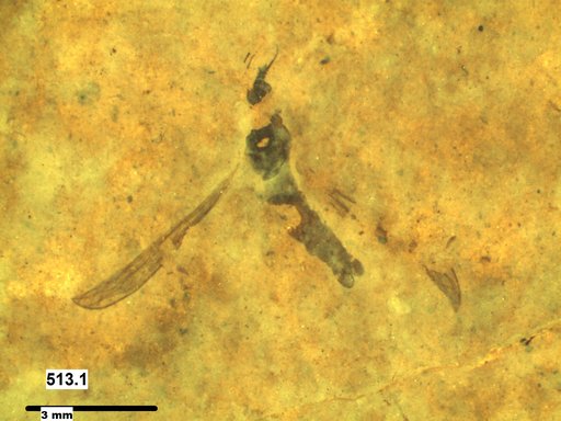 Diptera