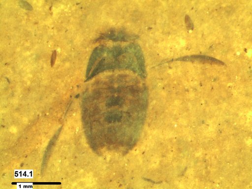 Corixidae