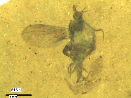 Empididae