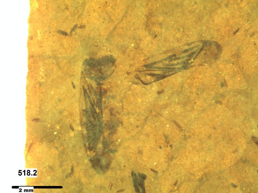 Genus sp