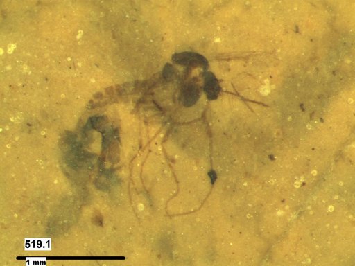 Chaoboridae