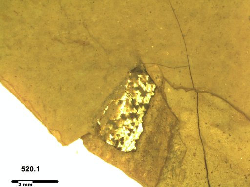Tracheophyta
