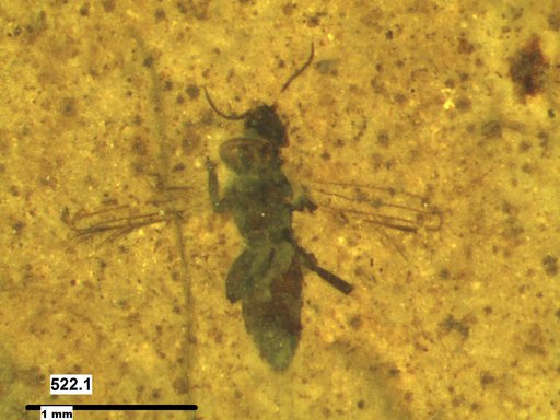 Genus sp