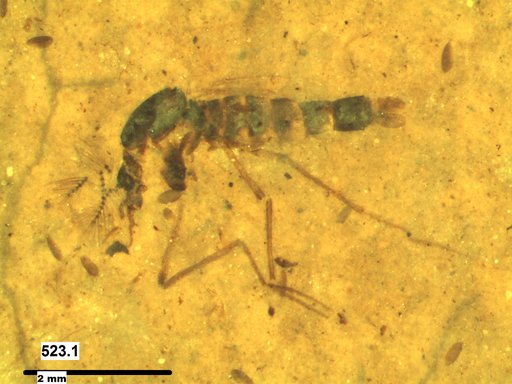 Chaoboridae
