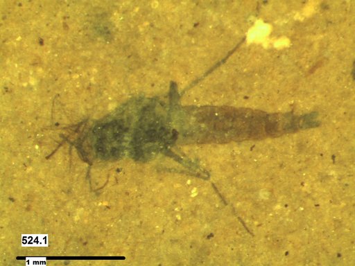 Genus sp