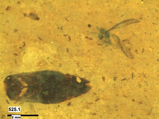 Aphididae