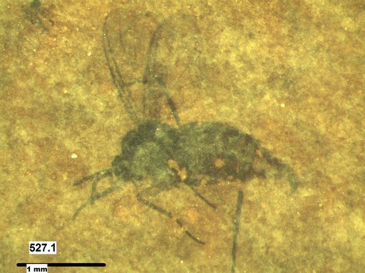 Diptera