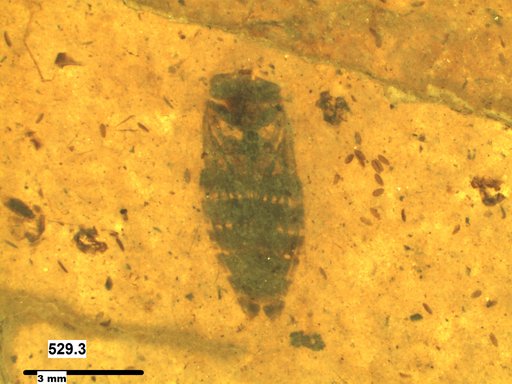 Corixidae