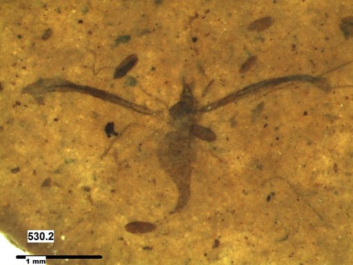 Diptera